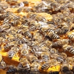 Arı Ölümleri Meclis Gündeminde