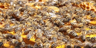 Arı Ölümleri Meclis Gündeminde