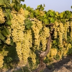 Sultani Çekirdeksiz Üzümün İhracat Serüveni 4 Ağustos’ta Başlıyor