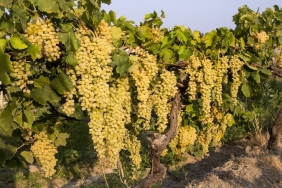 Sultani Çekirdeksiz Üzümün İhracat Serüveni 4 Ağustos’ta Başlıyor