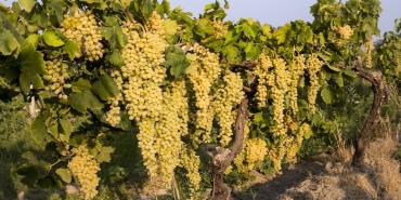 Sultani Çekirdeksiz Üzümün İhracat Serüveni 4 Ağustos’ta Başlıyor