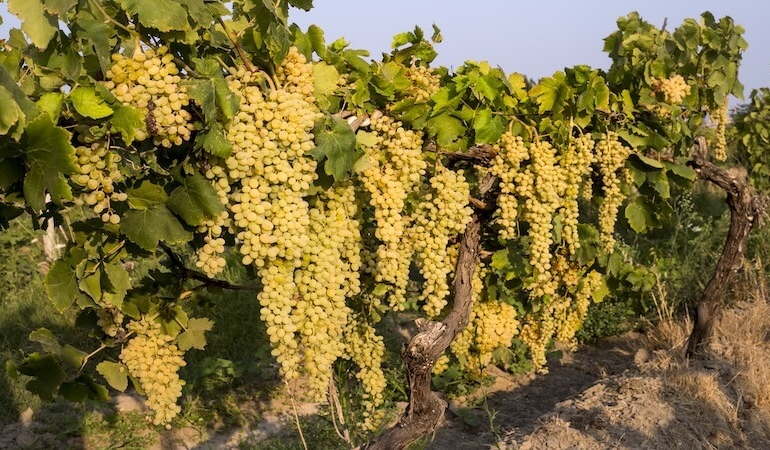 Sultani Çekirdeksiz Üzümün İhracat Serüveni 4 Ağustos’ta Başlıyor